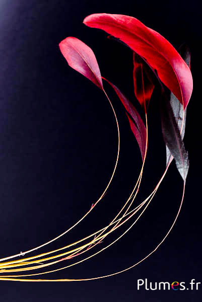 Coquetip - 23-28 cm - jaune-noir-rouge